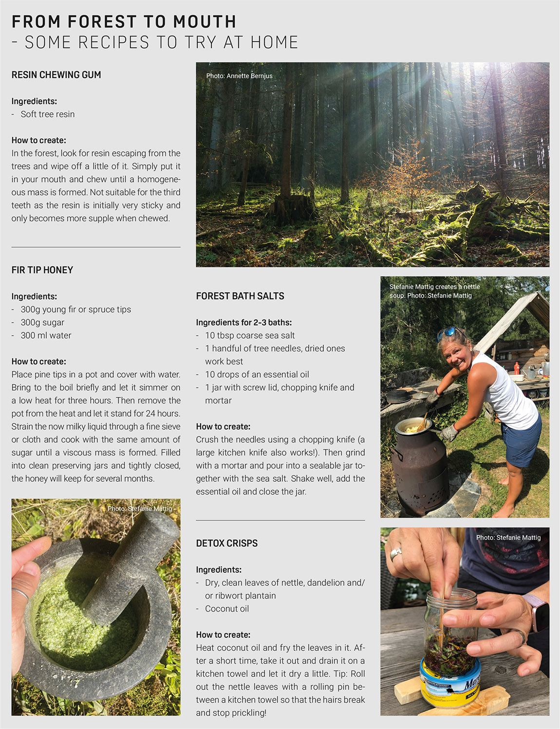 Forest Treasures: Foraging in Mountain Forests