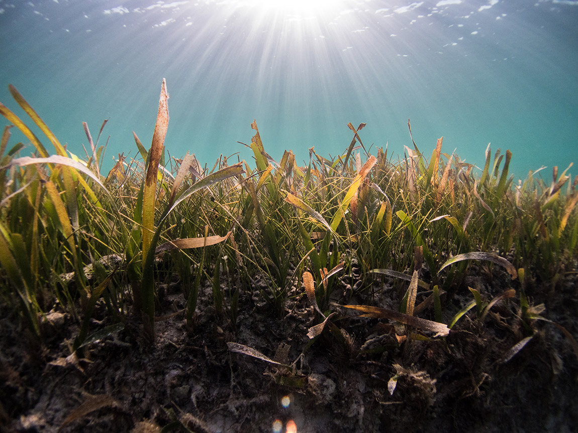 Protecting the Baltic Sea – one seagrass plant at a time