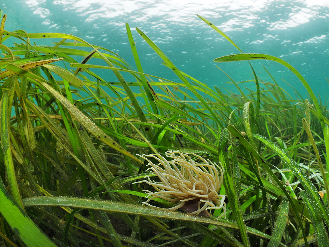 Protecting the Baltic Sea – one seagrass plant at a time