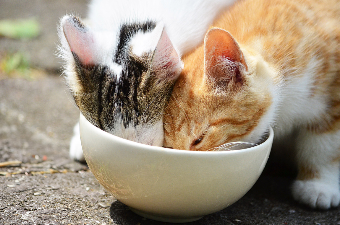 defu-Tiernahrung – organic by conviction