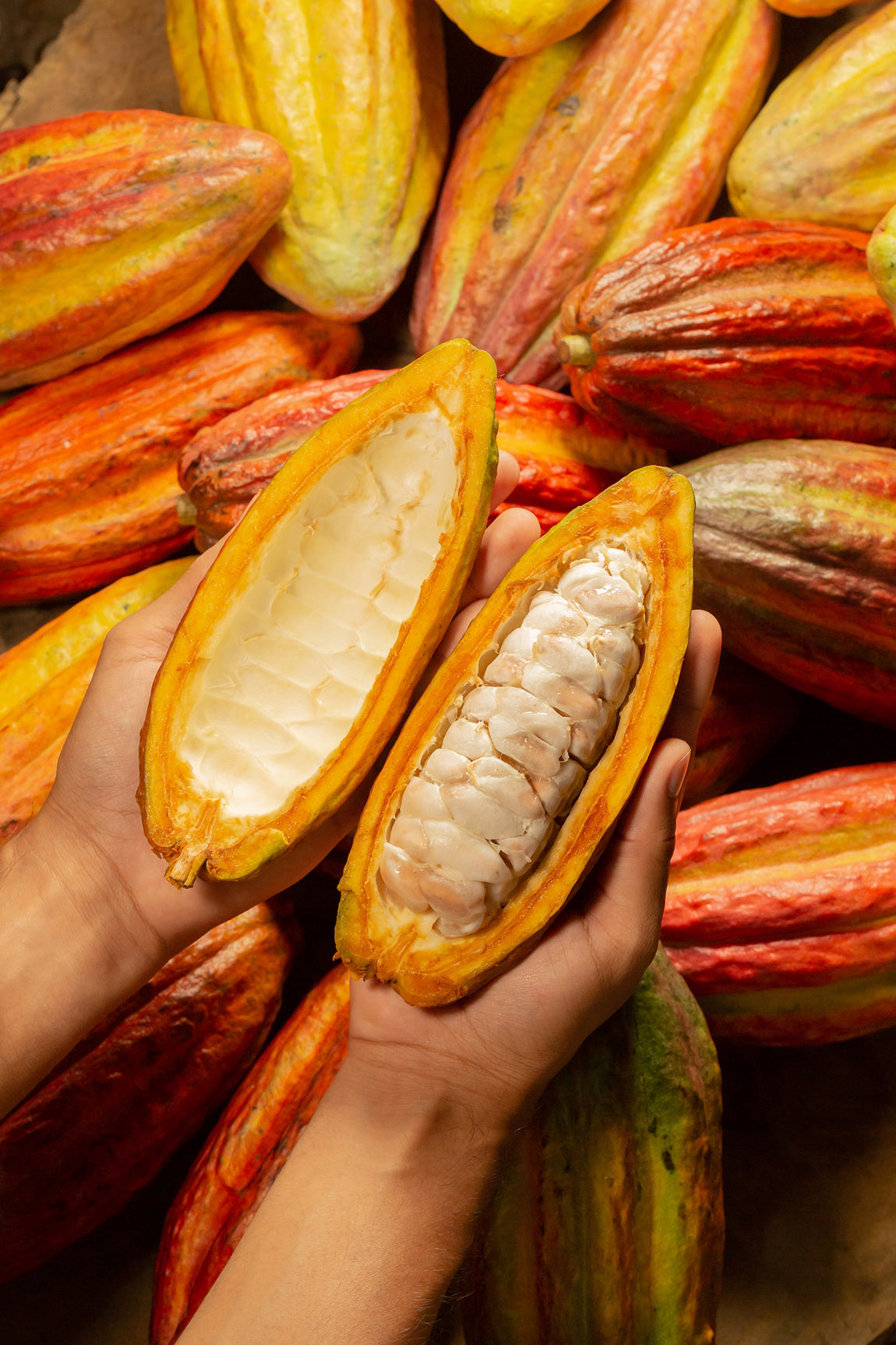 The cocoa used in Ritter Sport chocolate is not only certified, but also traceable. | Ritter Sport: Sustainable cocoa cultivation – With fairness, trust and respect