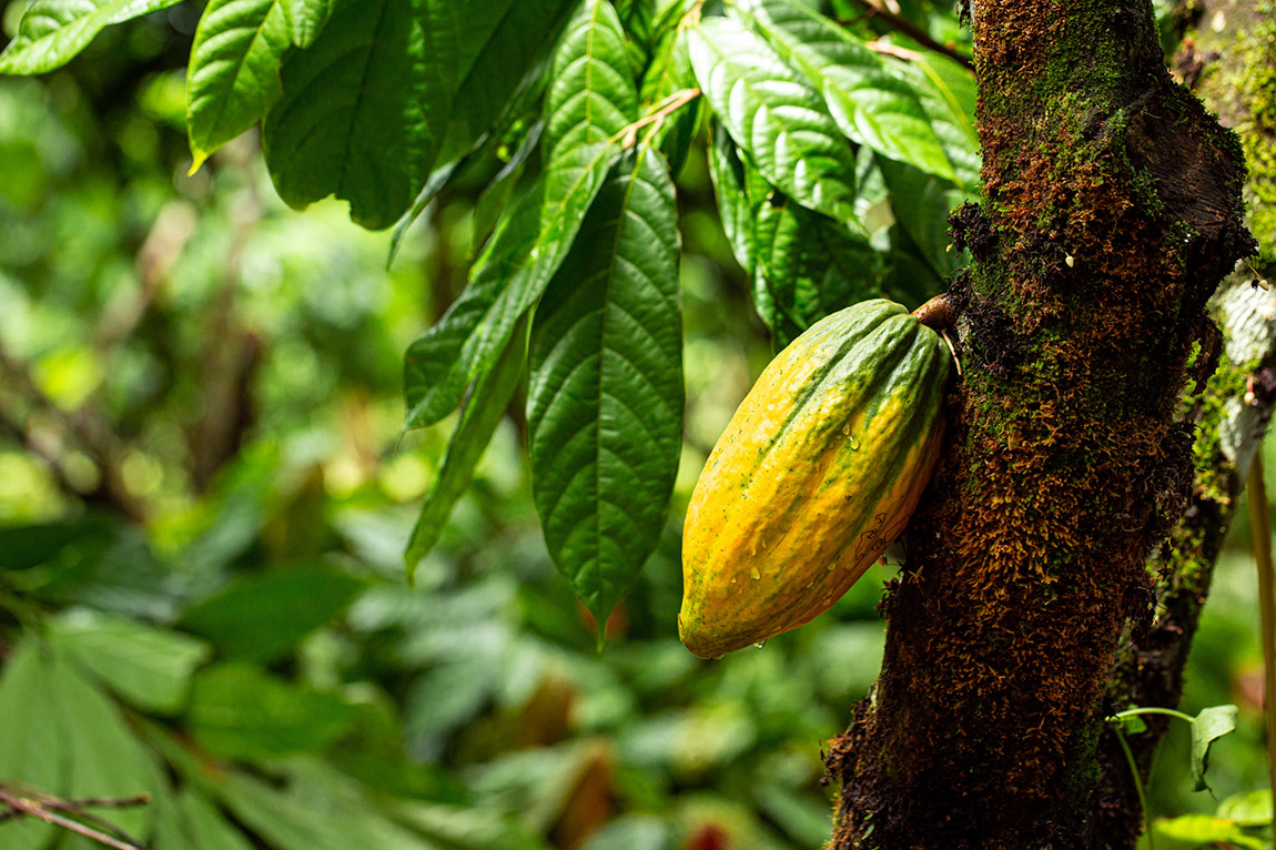 Nachhaltige Landwirtschaft macht den Kakaoanbau widerstandfähiger. | Ritter Sport: Sustainable cocoa cultivation – With fairness, trust and respect