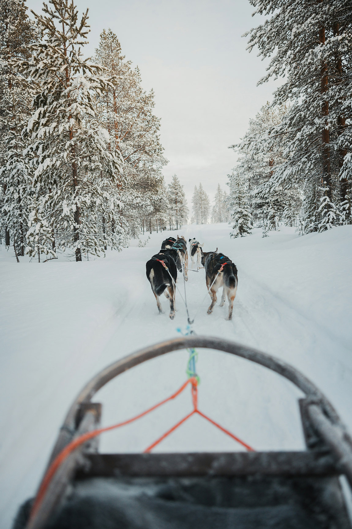 Sled dog adventures. Photo: Unsplash | A magical winter – Top 12 unusual things to do in winter in Germany