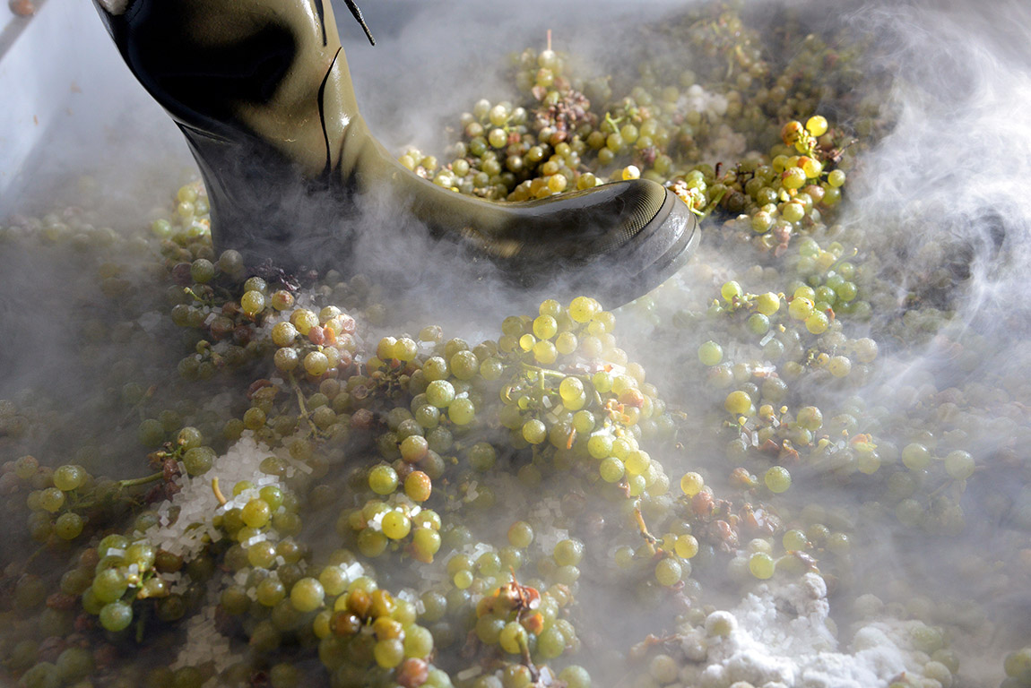 Wine harvest with use of special ice. | The frozen elixir