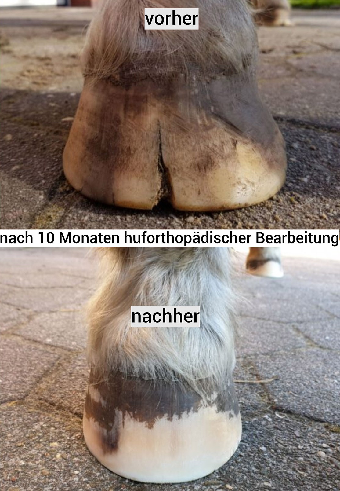 Die Huforthopädieschule® - erfahren, modern, strukturiert