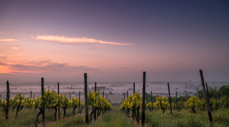 First class wine world Switzerland: The secret of Swiss wine
