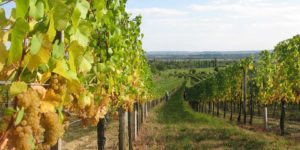 The Kollwentz family: Its own vineyards, its own grapes, its own wine