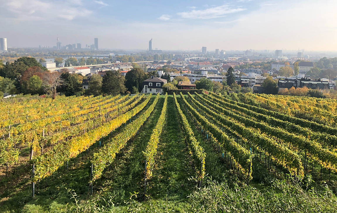 7 arno-senoWALK, INDULGE, LEARN: OUR TOP-FIVE WINE HIKING TRAILS - Discover Germany November 2021