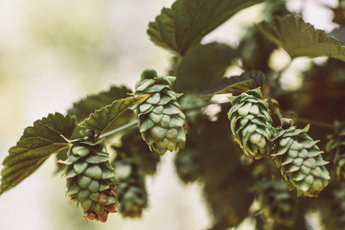 Germany's strong beer tradition