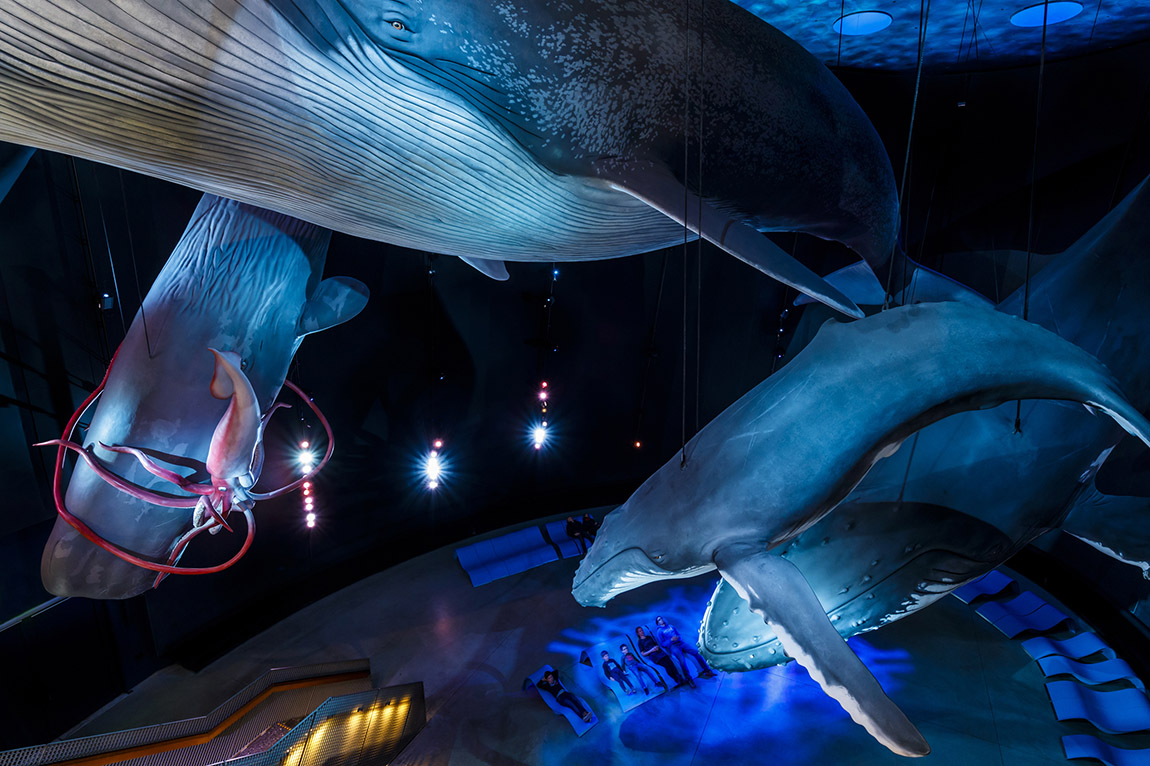 OZEANEUM Stralsund: A LOVE DECLARATION TO OUR OCEANS’ UNDERWATER WORLD