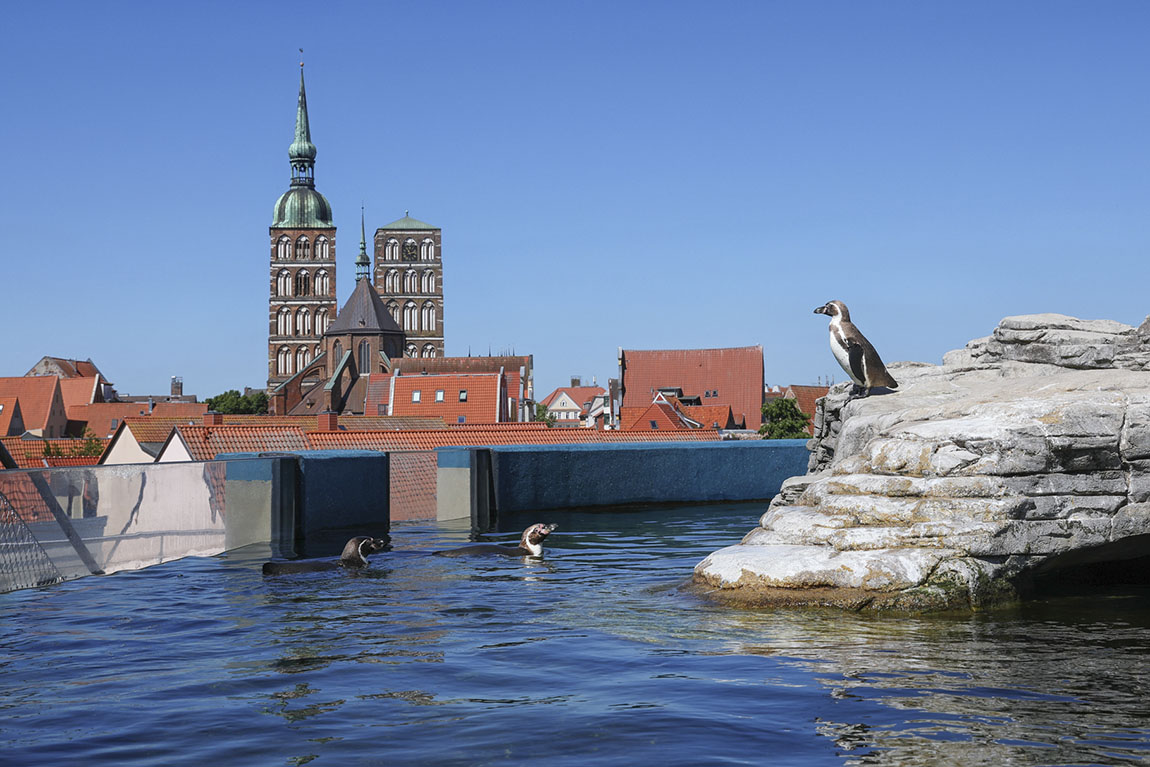 OZEANEUM Stralsund: A LOVE DECLARATION TO OUR OCEANS’ UNDERWATER WORLD