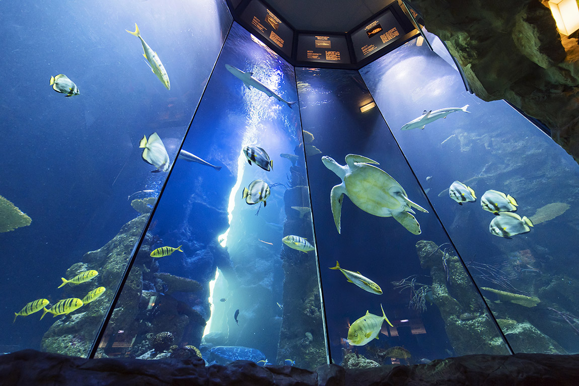 Haus des Meeres: SHARKS UP-CLOSE IN THE HEART OF VIENNA