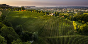 Kodolitsch winery: TOP QUALITY AND A LONG HISTORY