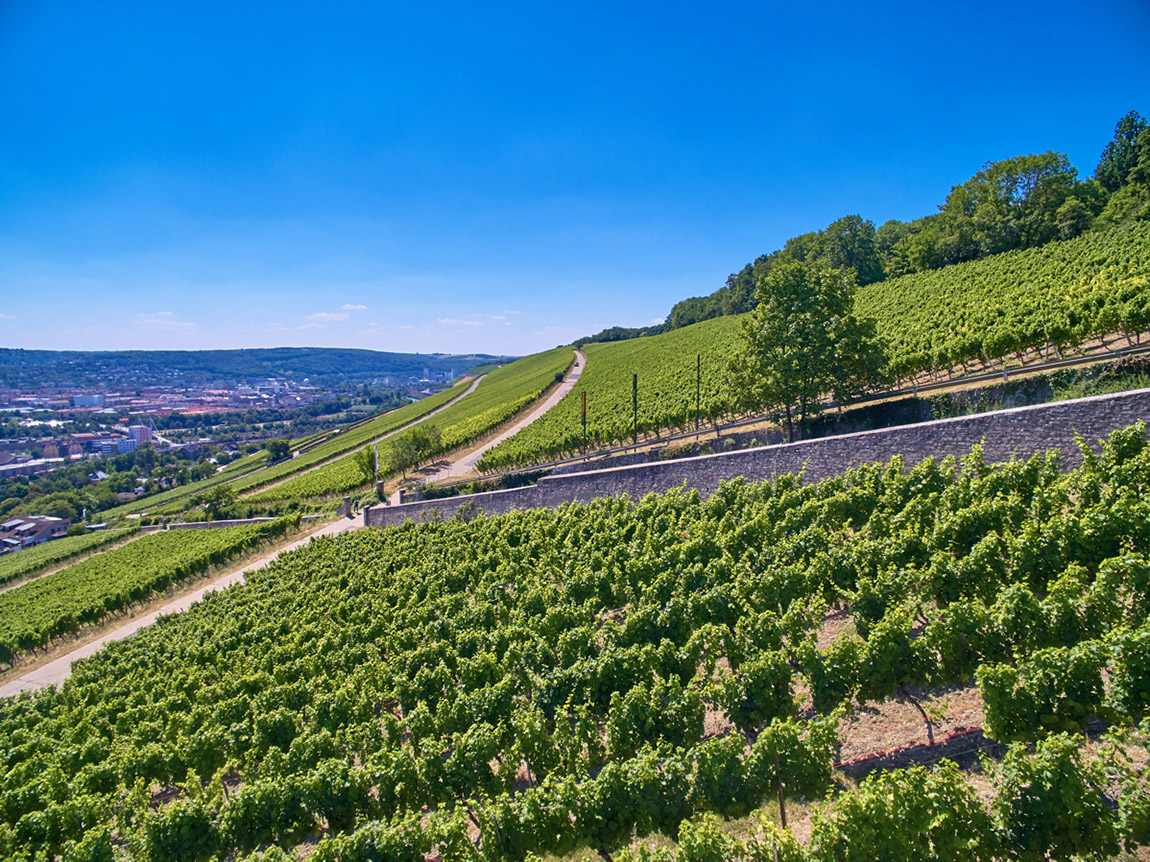 Bürgerspital Wine Estate in Würzburg: WINE WITH TRADITION