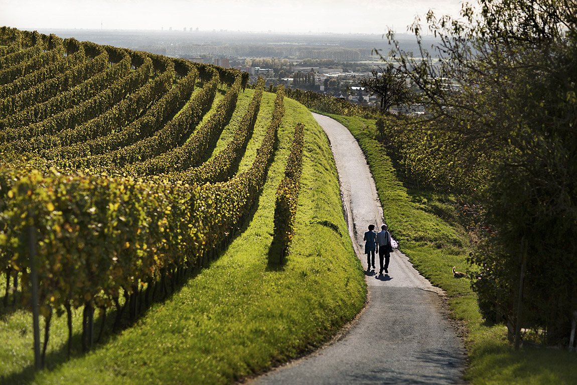 TOP FIVE WINE REGIONS ACROSS THE DACH REGION
