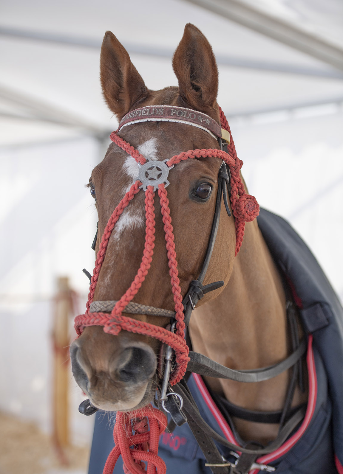 Snow Polo World Cup St. Moritz 2024: A glamorous winter event on frozen lake St. Moritz