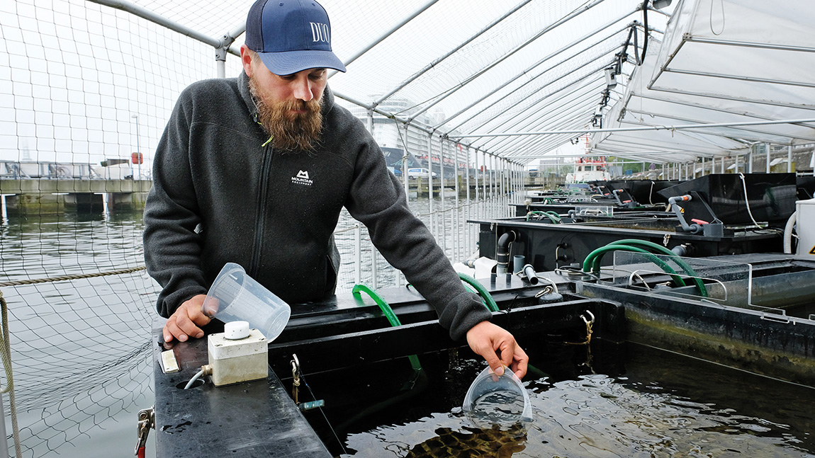 Protecting the Baltic Sea – one seagrass plant at a time