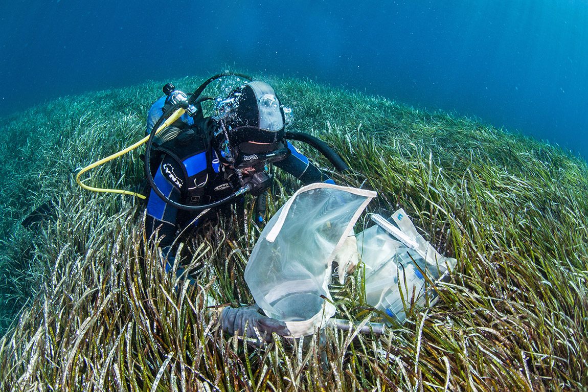 Protecting the Baltic Sea – one seagrass plant at a time