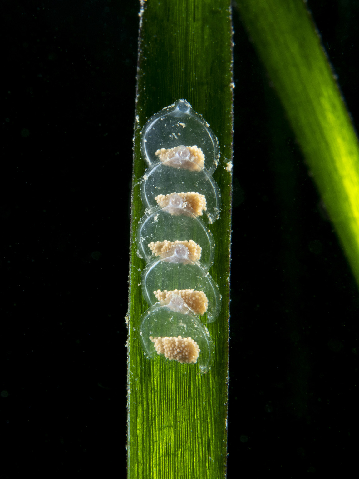 Protecting the Baltic Sea – one seagrass plant at a time