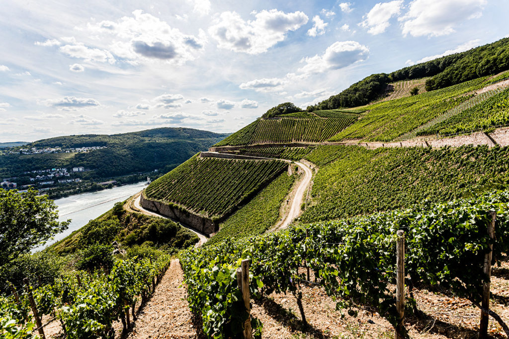 Weingut Künstler: Tradition and Taste