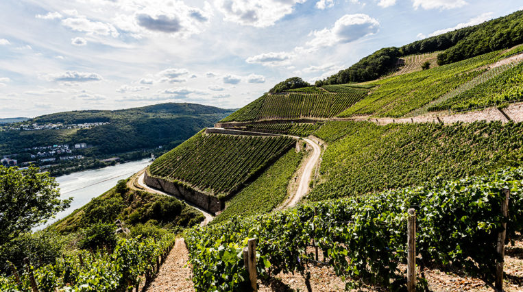 Weingut Künstler: Tradition and Taste
