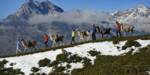 PANORAMA WITH LLAMA – Furry and beautiful trekking tours in East Tyrol