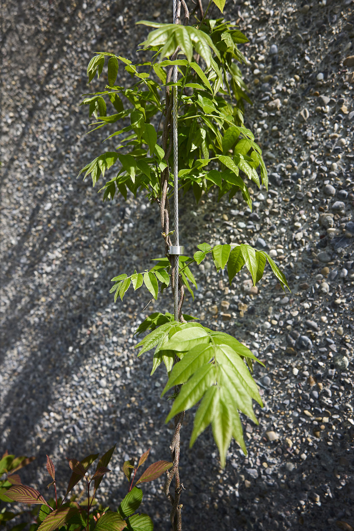 Ueberlandpark Zurich: The composition of the plants creates colourful diversity. Changing inflorescences and seasons create a play of hues and atmosphere.
