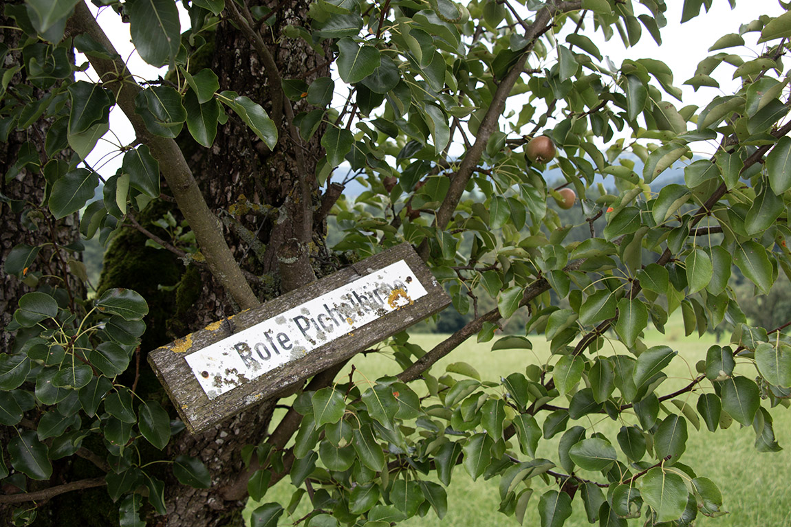 The pear necessities: Getting the most from Austrian pear-fect cider