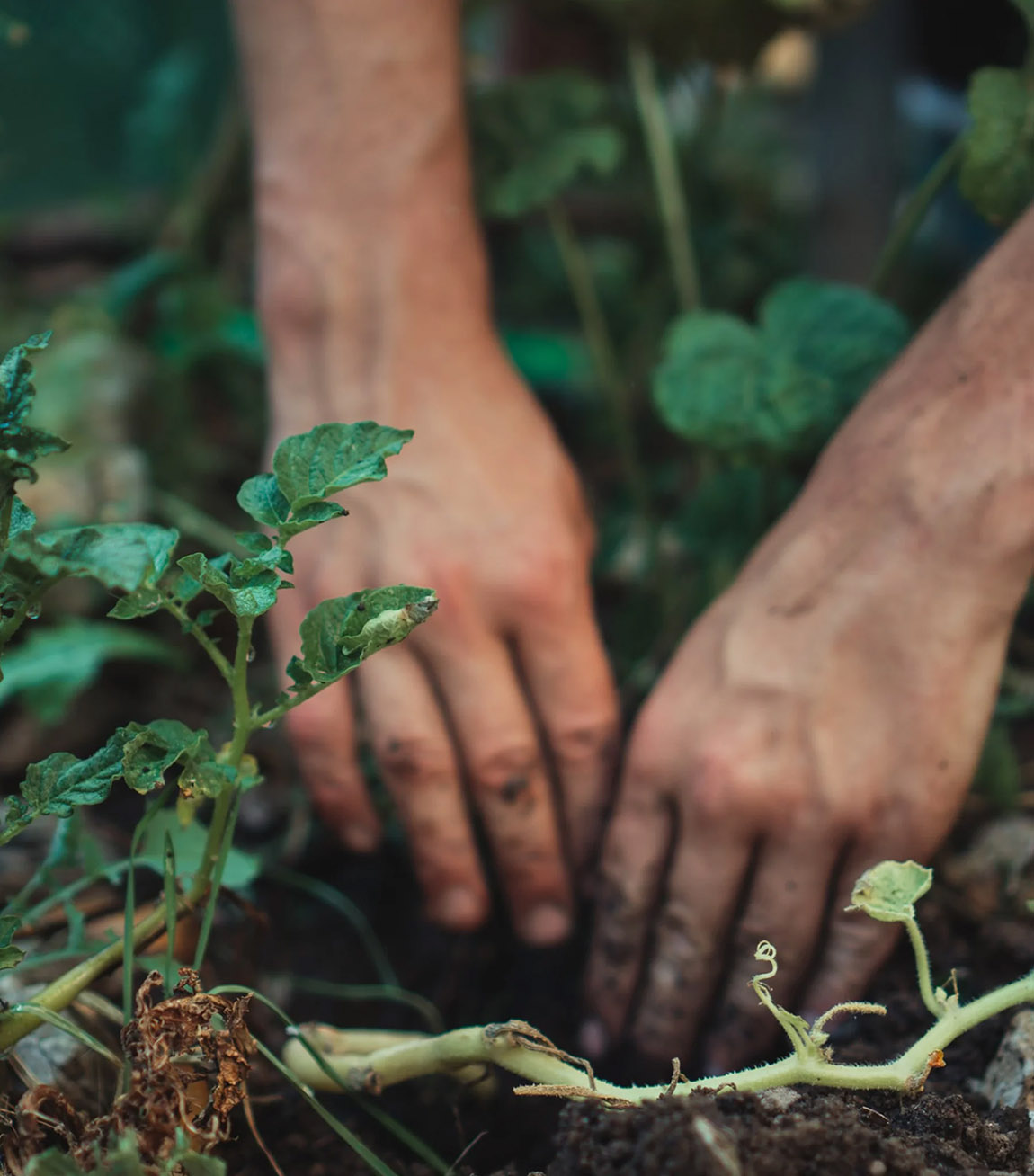 Bio-Kesselchips aus dem Allgäu – Frischer Wind im Snack-Regal