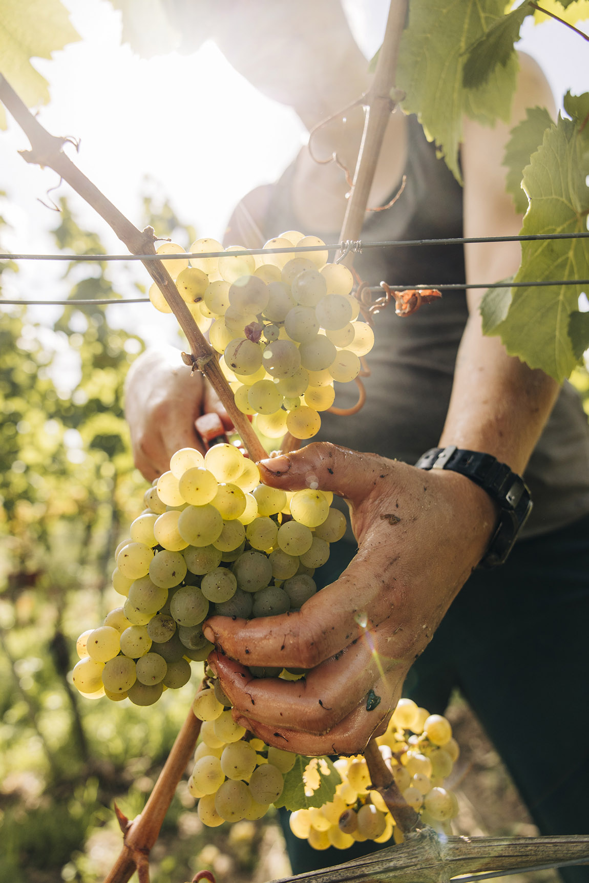 Foto: Florian Kresse | JJ Leitz: Zero-alcohol taste sensations – Leitz celebrates ten years of EINS-ZWEI-ZERO