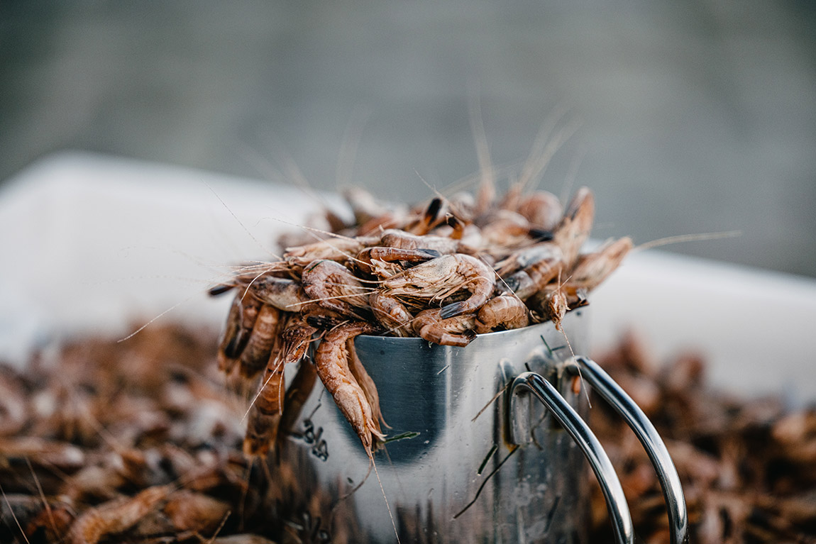 Krabben or North Sea shrimp in Dagebüll.   | Savouring the tides