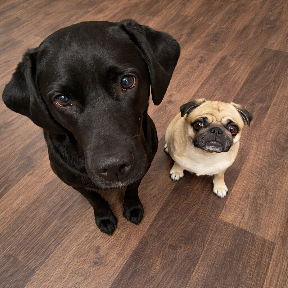 Therapiehunde Emmi und Lotti. Foto: Frederike Bettin | Ein Besuch bei der Regulativen Heilkunde