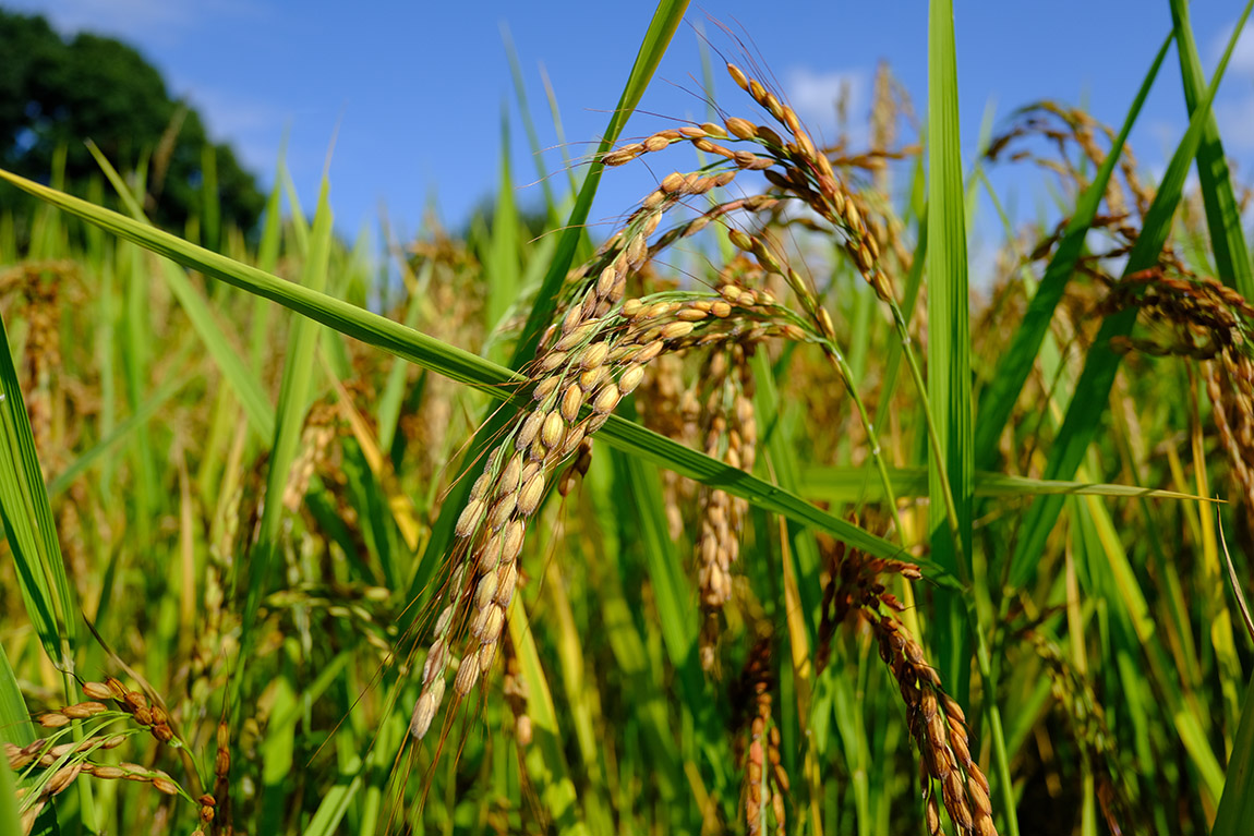 Rice to the occasion: How Berlin is reimagining the spirit of Japan