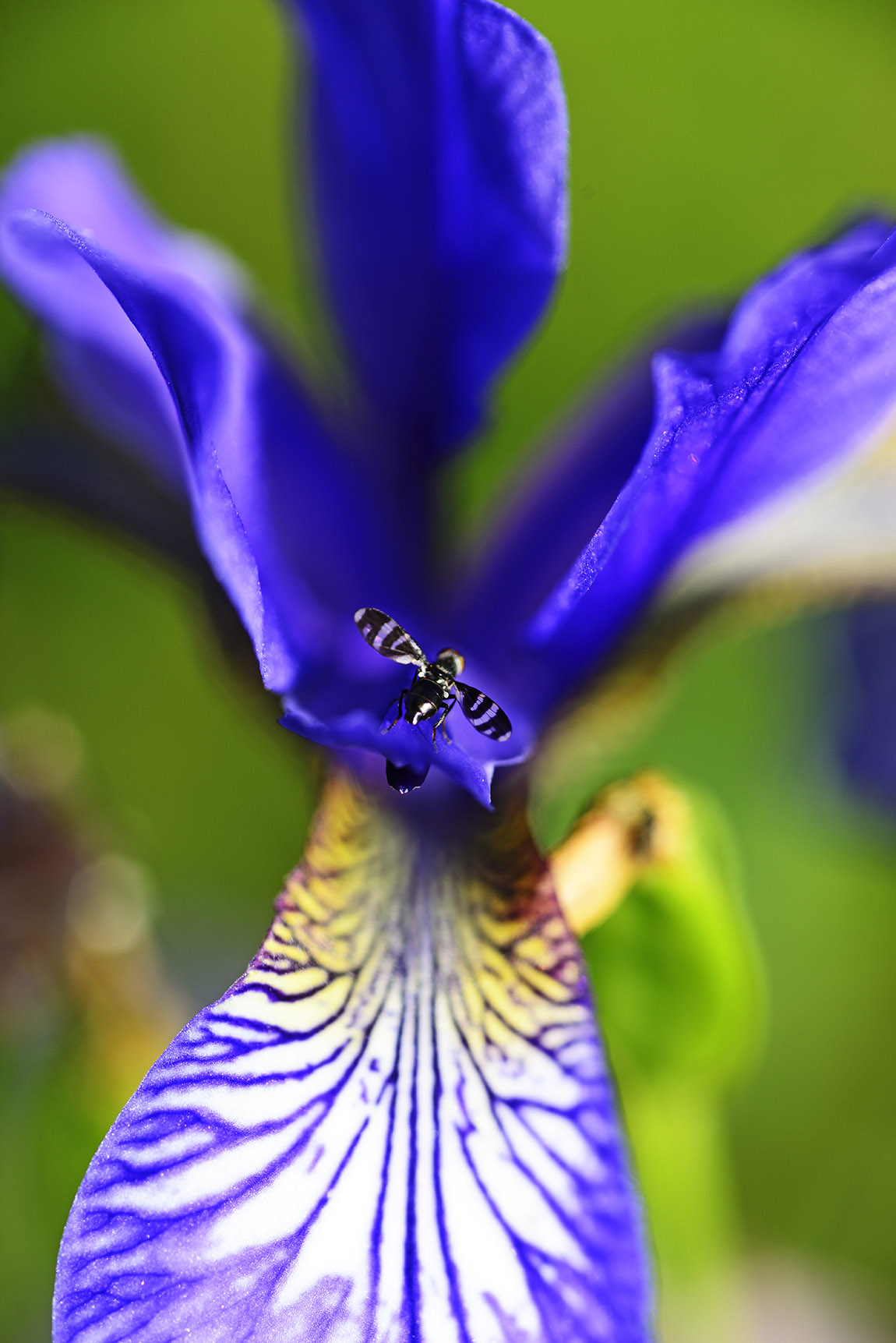 Bavarian Flower Power