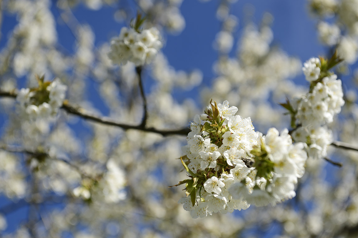Bavarian Flower Power