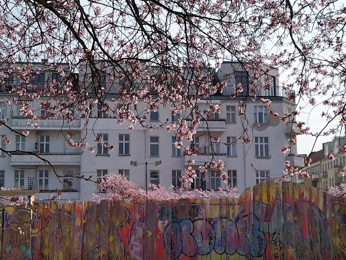 Cherry blossoms on Wall Trail. Photo: Cornelia Brelowski | Cornelia Brelowski: Berlin in April: On transience and cherry blossoms