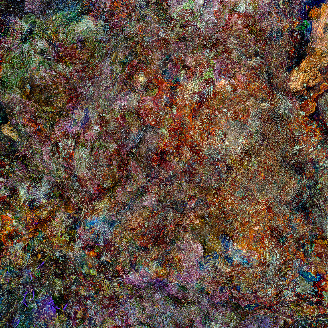 The Jewel of Nature #1 (2025). | Beneath the surface: Alexej Sachov’s underwater vision