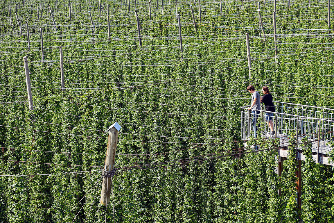 Overlooking a hopyard. Photo:TMBW / Christiane Würtenberger | Raise a glass to tradition: Southwest Germany’s brewing heartland