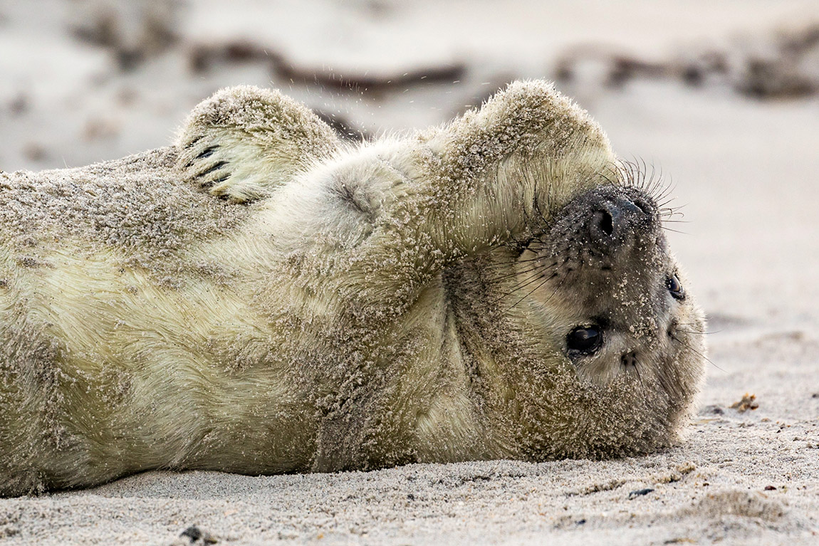 Seal pup. Photo: Carsten Hase, Helgoland Tourismus-Servic | Heligoland: The island with holes in it