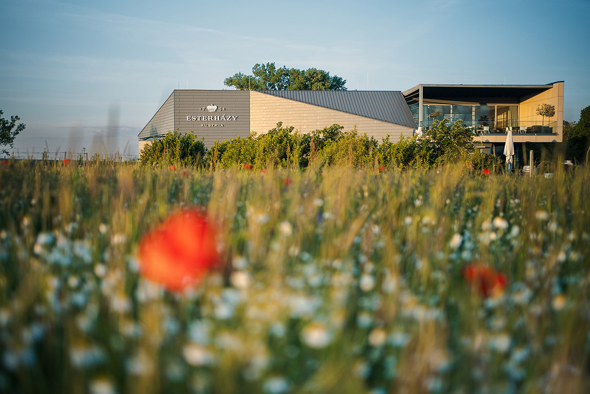 Esterházy Winery: Origin wines from Leithaberg