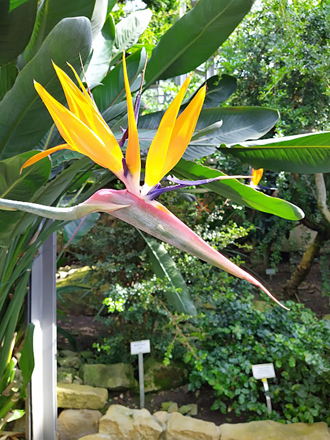 Cornelia Brelowski: Of Imperial Botany and Education
