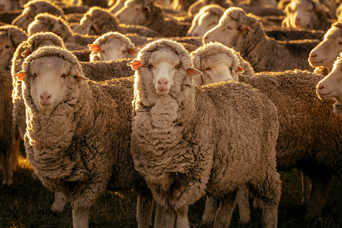 Tierwohl hat für SCROC oberste Priorität. Daher weiss das Unternehmen stets woher die verwendete Merinowolle kommt. Foto: Beaufront | SCROC: Craft meets sustainable innovation
