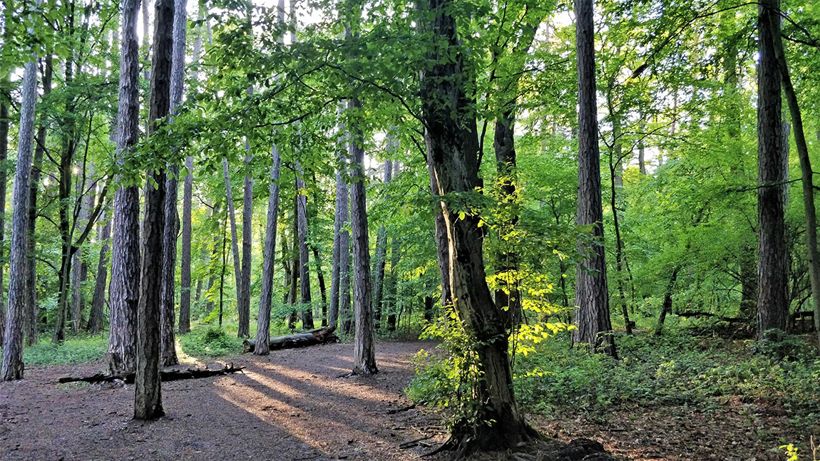Wienerwald biosphere park. Photo: Austrian National Tourist Office / Ulli Cecerle-Uitz | Extraordinary doorstep escapes: Top 11 microadventures in Austria