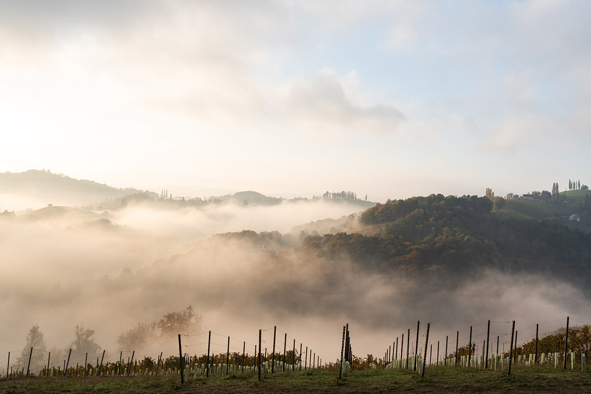 Ried Hoch Sernau im Nebel. Foto: Lupi Spuma | MUSTER.gamlitz: Great wine begins in the mind