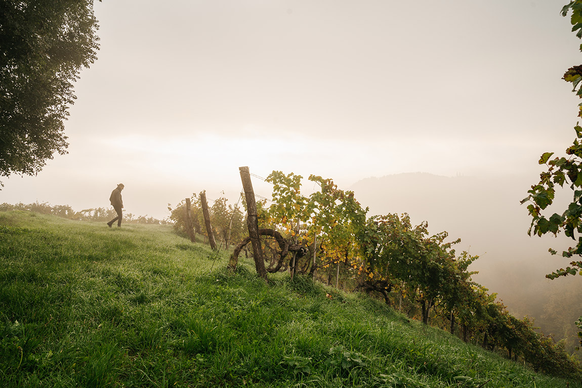 Alte Reben. Foto: Lupi Spuma | MUSTER.gamlitz: Great wine begins in the mind