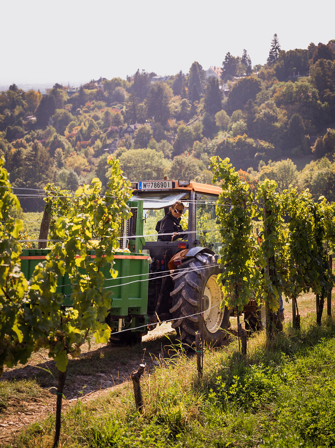 A vineyard, Nussberg. Photo: © WienTourismus/Julius Hirtzberger | Weinberge, Nussberg / Vineyards, Nussberg