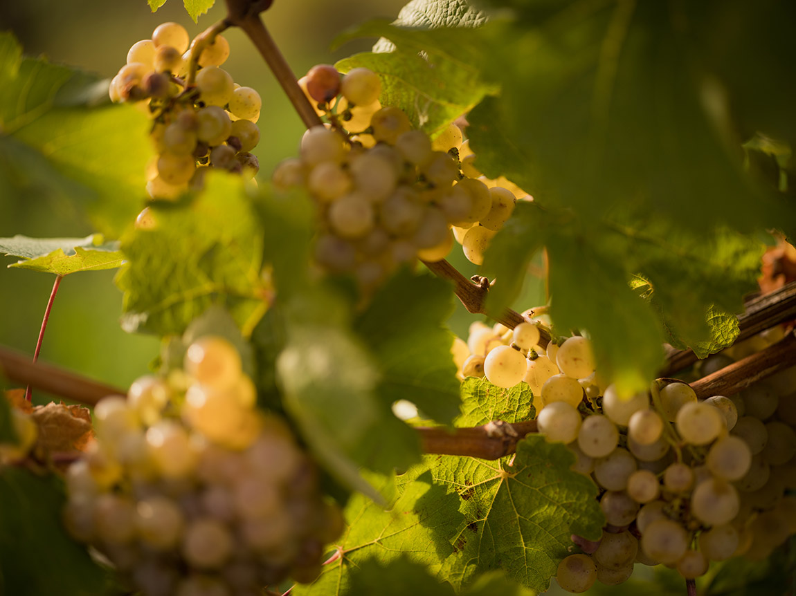 Nussberg vineyard. Photo: © WienTourismus/Julius Hirtzberger | Weinberge, Nussberg / Vineyards, Nussberg | Vienna uncorked – a wine-lover’s city