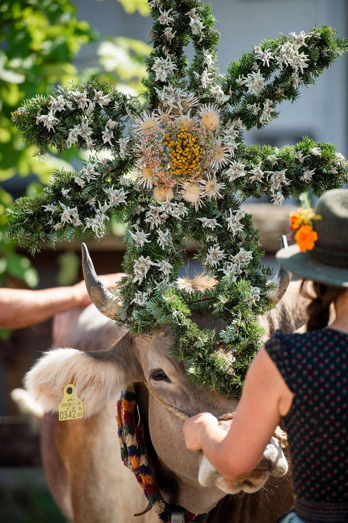 A cow during the Alpine cattle drive in Tyrol. Photo: Tiroler Zugspitz Arena, photographer: Bianca McCarty | When the cows come home