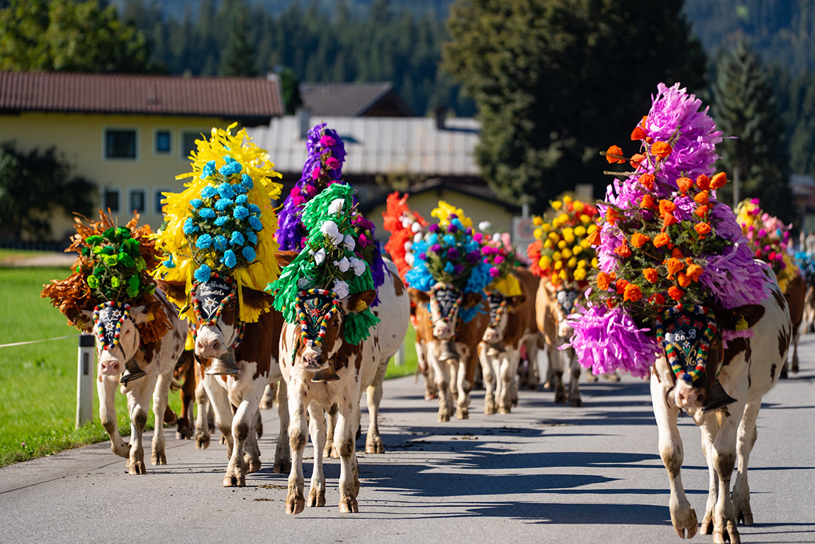 The cattle drive in Westendorf, Austria. Photo: TVB Kitzbüheler Alpen-Brixental, photographer: Licht& Motiv Media | When the cows come home