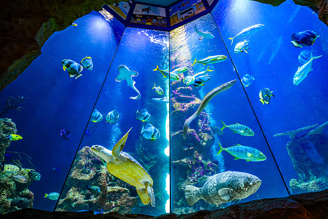 Haus des Meeres: Where Vienna meets the ocean